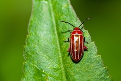 Disonycha conjugata