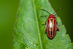 Disonycha conjugata