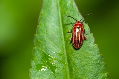 Disonycha conjugata