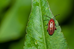 Disonycha conjugata