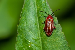 Disonycha conjugata