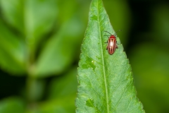 Disonycha conjugata