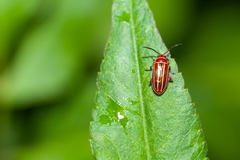 Disonycha conjugata