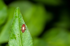 Disonycha conjugata