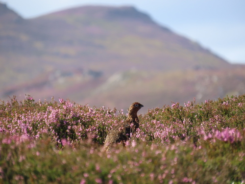 Red Grouse, Highland Council, UK, photo 10 of 10