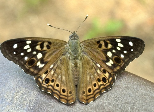 Hackberry emperor