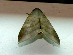 Thyas coronata