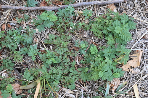 Image of Desmanthus leptolobus by no rights reserved