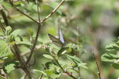 Celastrina echo cinerea