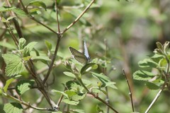 Celastrina echo cinerea