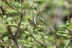 Celastrina echo cinerea
