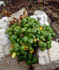 Gentianella saxosa