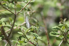 Celastrina echo cinerea