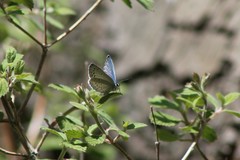 Celastrina echo cinerea