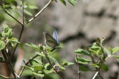 Celastrina echo cinerea