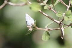 Celastrina echo cinerea