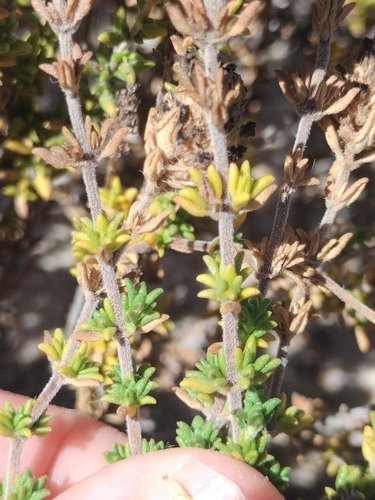 Image of Thymus carnosus by (c) Rafael Medina, some rights reserved (CC BY)
