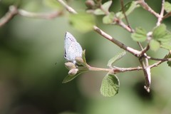 Celastrina echo cinerea