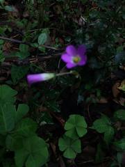 Oxalis tetraphylla