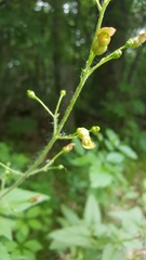 Scrophularia lanceolata