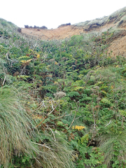Anisotome lyallii