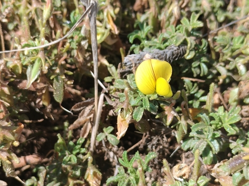 Ononis ramosissima, photograph 1