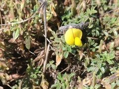 Ononis ramosissima, photograph Rafael Medina, CC BY, iNaturalist via GBIF