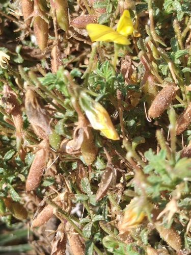 Ononis ramosissima, photograph 2
