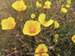Eschscholzia californica — photo 3