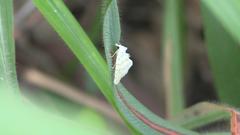 Patissa fulvosparsa