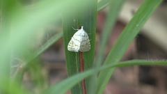 Patissa fulvosparsa