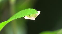 Ischnurges gratiosalis