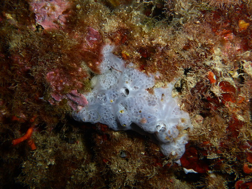Bluish Encrusting Sponge, Anse du Petit Nid, 13960, France, photo 10 of 10