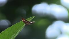 Ischnurges gratiosalis