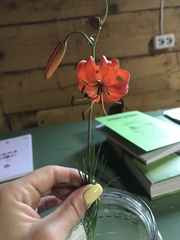 Lilium pumilum