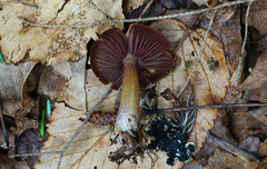 Mycena rutilantiformis
