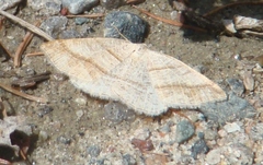 Petrophora subaequaria