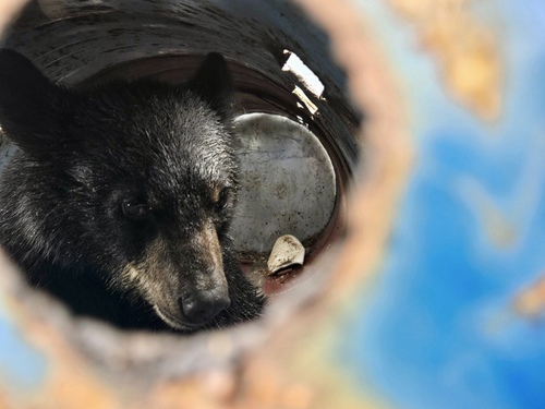 American Black Bear photographed in Minnesota