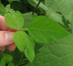 Amphicarpaea bracteata