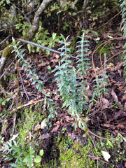 Pimelea pseudolyallii
