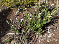 Pimelea pseudolyallii