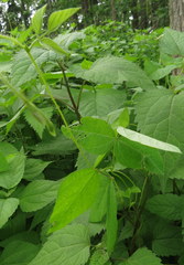 Amphicarpaea bracteata