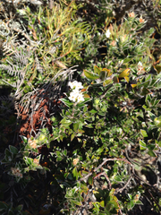 Pimelea pseudolyallii