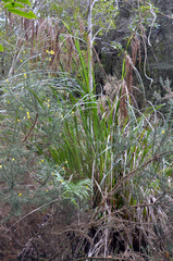 Gahnia setifolia