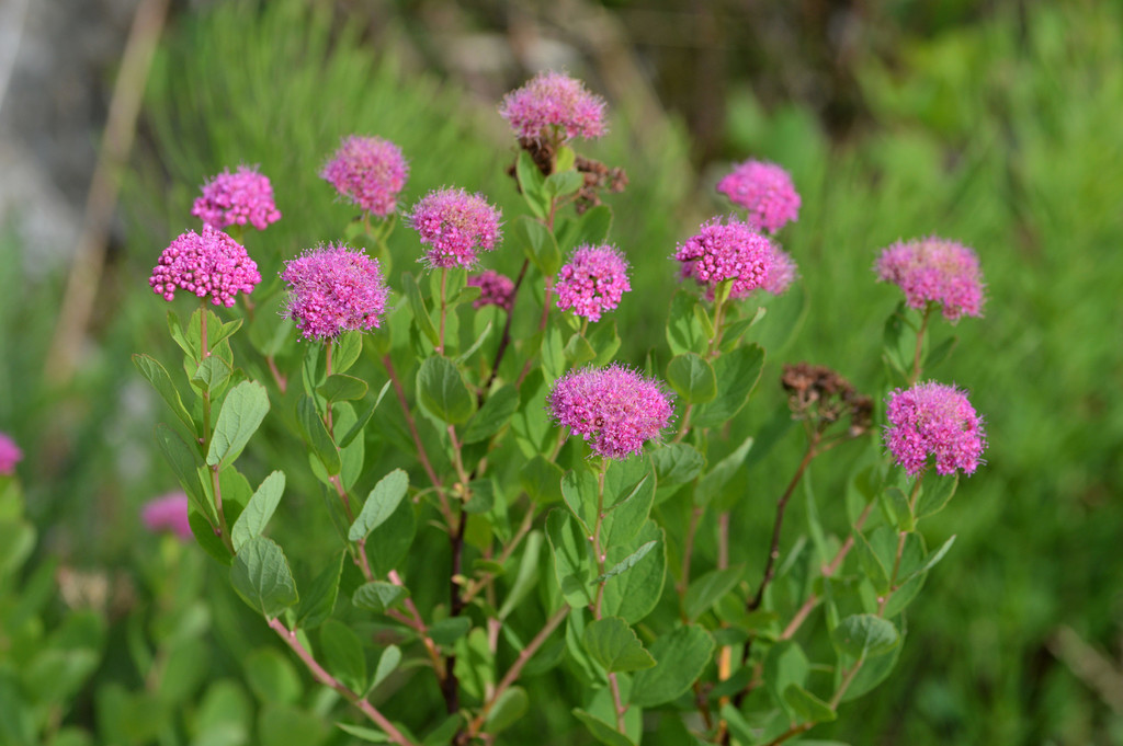 Mountain Spirea