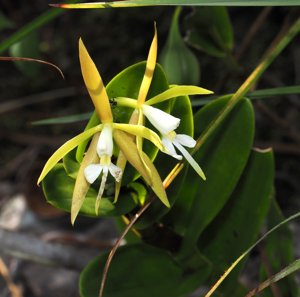 Epidendrum chartacifolium