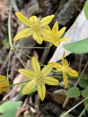 Triteleia ixioides ixioides