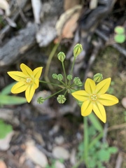 Triteleia ixioides ixioides
