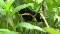 Bastilla crameri