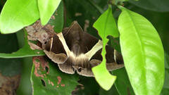 Bastilla crameri